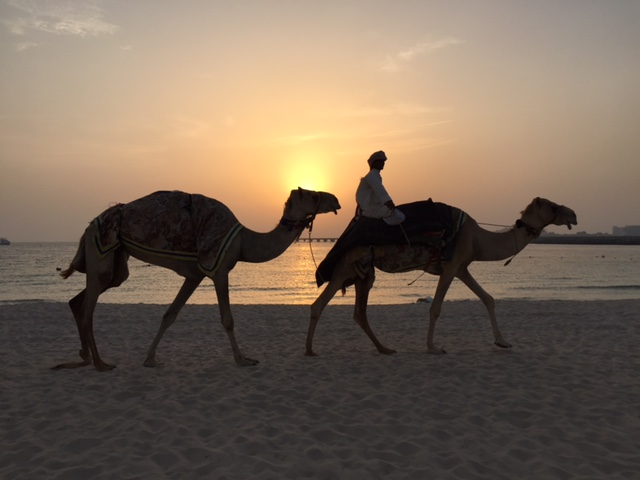 Camel Dubai